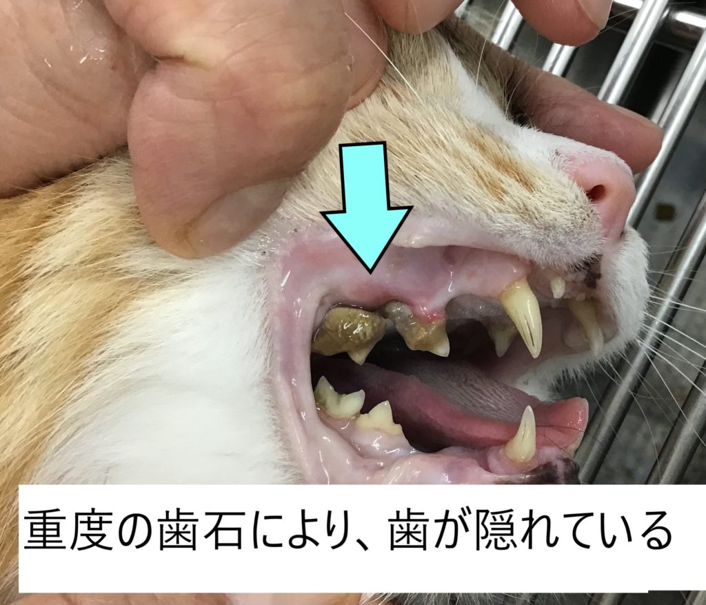 猫 の 歯石 取り 方