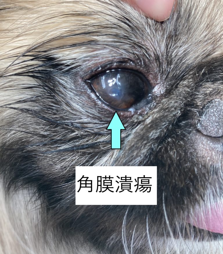 犬 角膜 炎 どのくらい で 治る