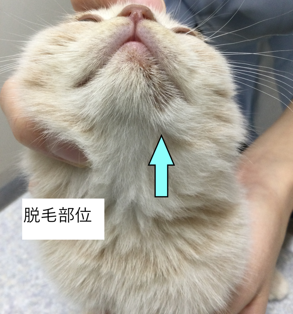 内科症例 若齢猫 皮膚糸状菌症 モリヤ動物病院 町田市 大和市つきみ野