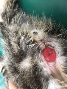 外科処置 猫 脱肛 モリヤ動物病院 町田市 大和市つきみ野