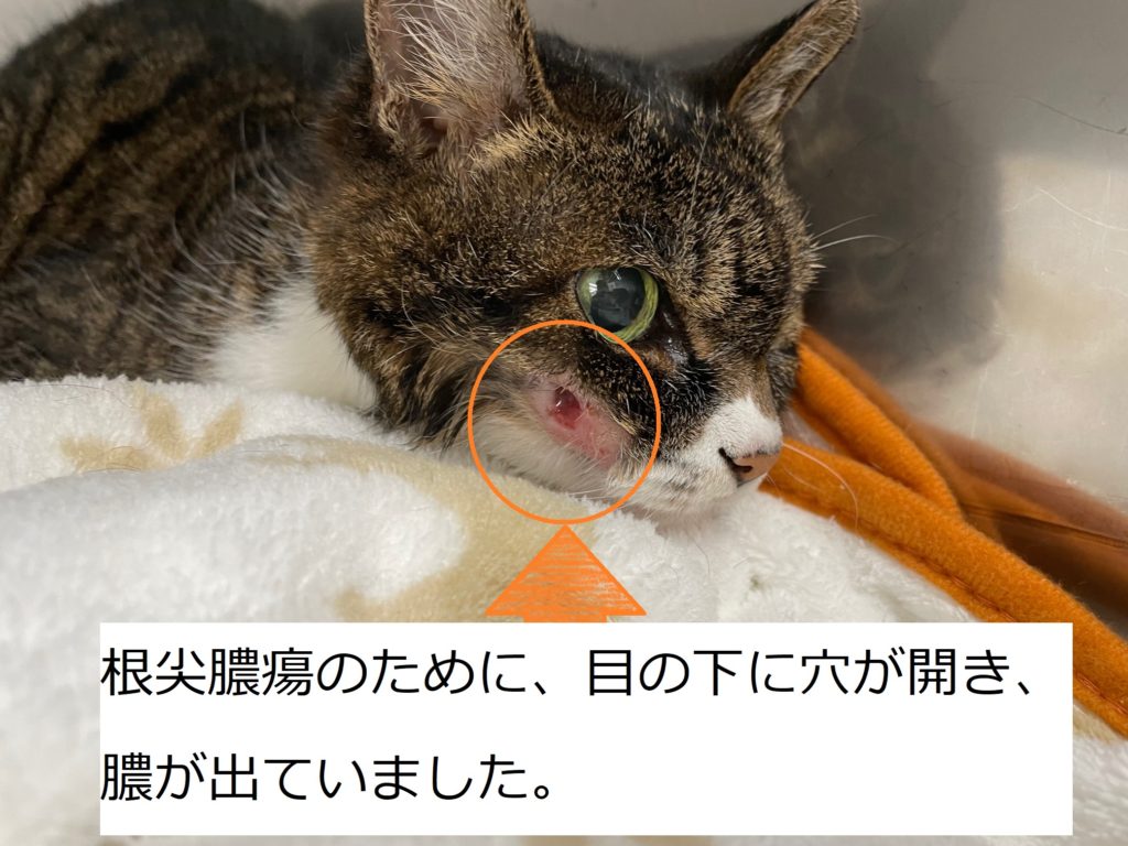 No125 外科症例 猫 根尖膿瘍 モリヤ動物病院 町田市 大和市つきみ野